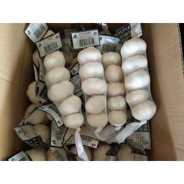 2018 pure white garlic with tube package to Kuwait Market