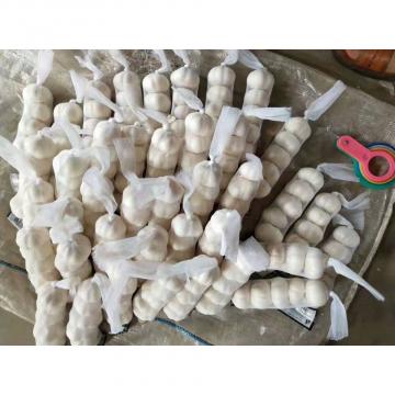 2018 pure white garlic with tube package to Kuwait Market