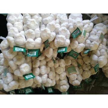 2018 pure white garlic with 500g*20 bags carton package to Japan Market