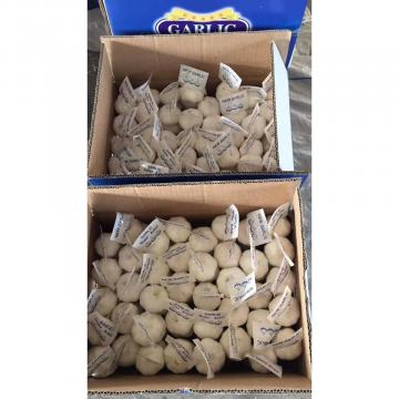 2018 pure white garlic with tube package to Iraq Market