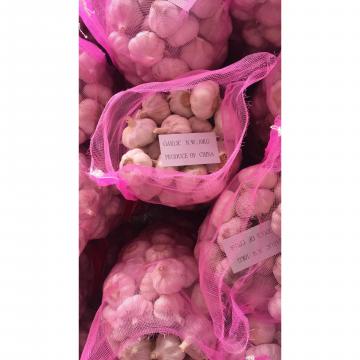 china new crop garlic with 10kg Meshbag package to TT （Trinidad and Tobago ）Market