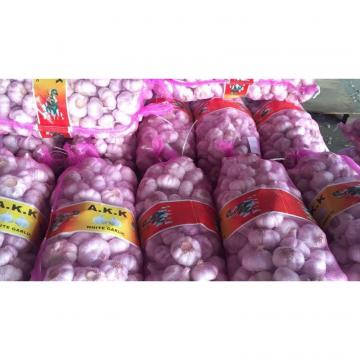 2018 new crop garlic with 10kg Meshbag package to TT （Trinidad and Tobago ）Market