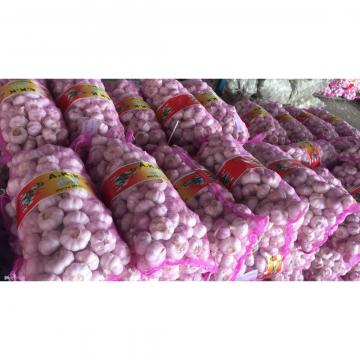china new crop garlic with 10kg Meshbag package to TT （Trinidad and Tobago ）Market