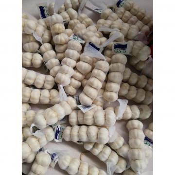 2018 pure white garlic with tube & carton package to Midddle East Market