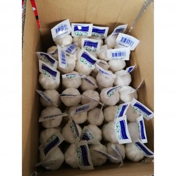 2018 pure white garlic with tube & carton package from china