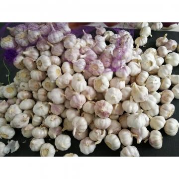 China Normal white garlic with meshbag& carton package to Russia Market