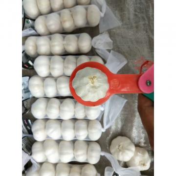 2018 pure white garlic with meshbag& carton package to Iraq Market