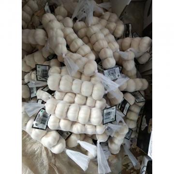 china pure white garlic with meshbag& carton package to Iraq Market