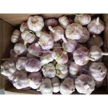 Normal white garlic with 10KG Loose carton package to Brazil Market