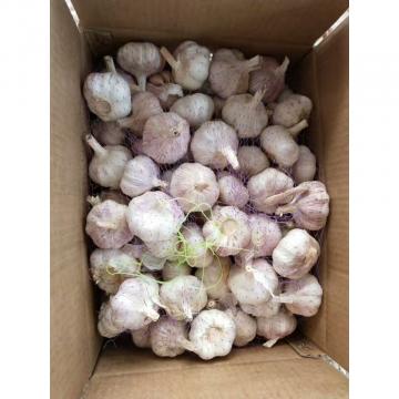 China 10KG Loose carton package Normal white garlic to Brazil Market