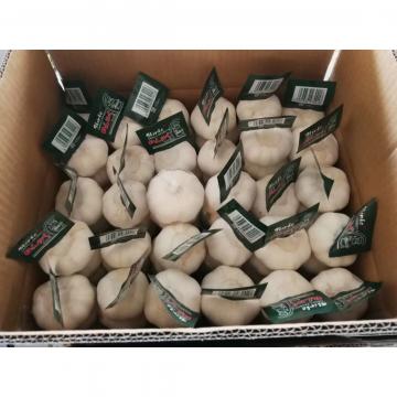 2018 pure white garlic with carton package to Japan Market (Best Quality )