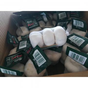 2018 pure white garlic with carton package to Japan Market (Best Quality )