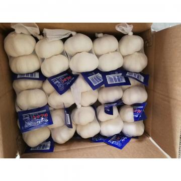 china pure white garlic with carton package to Japan Market (Best Quality )