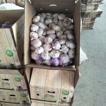 10KG Loose carton Normal white garlic to Brazil Market from china