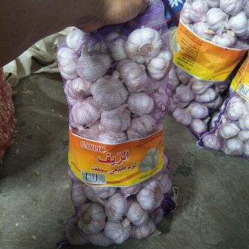 5cm Normal white garlic with 5kg meshabg package to Algeria market