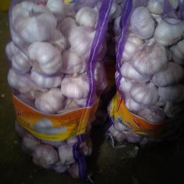 china 5cm Normal white garlic with 5kg meshabg package to Algeria market