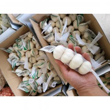 Pure white garlic with small package are exported to Iraq market .