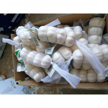 Pure white garlic with small package are exported to Iraq market .