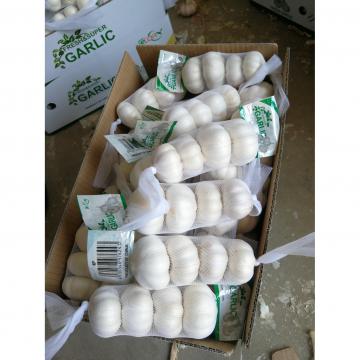 china Pure white garlic with small package to Iraq market .