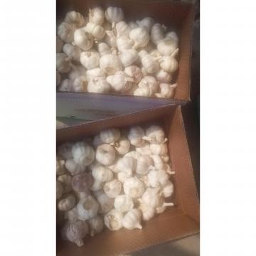 2018 china garlic with 10kg loose carton package to Brazil market .