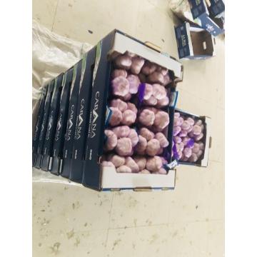 2018 china garlic with 5kg carton package to Brazil market