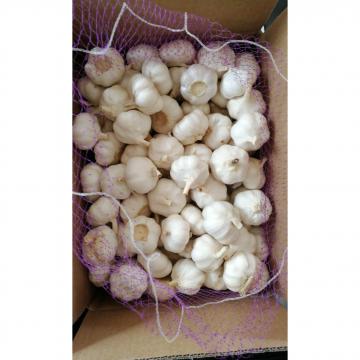 10KG loose carton pure white garlic exported to Kenya market