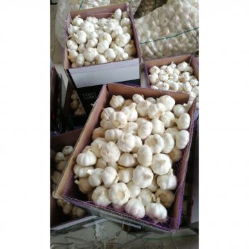 10KG loose carton pure white garlic exported to Kenya market