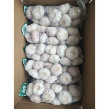 Normal white garlic with 500G &10 KG carton package to Middle East Market