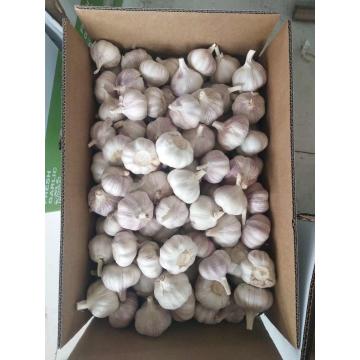 china white garlic with meshbag & carton package to Middle East Market