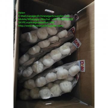 Top quality pure garlic with small meshabg package to Japan market