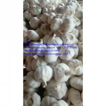 super quality pure white garlic with meshabg package