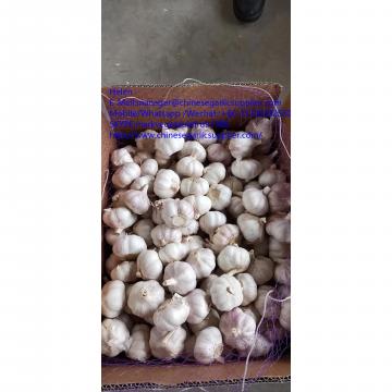 Normal white garlic with10KG Loose carton package to Tunis market