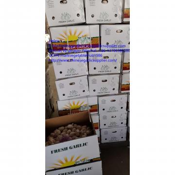 Normal white garlic with10KG Loose carton package to Tunis market