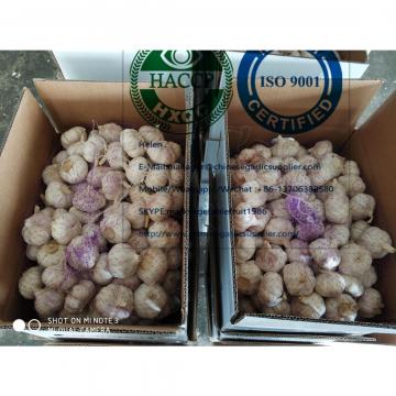 10KG loose carton package normal garlic  are exported to North America market