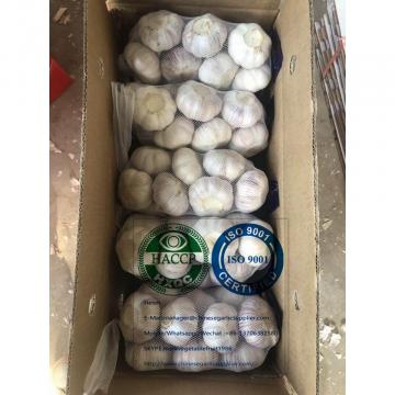 China normal garlic with tube meshbag are exported to Latin America market