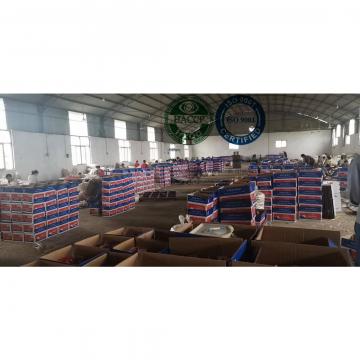 China pure white garlic with tube package are exported to Nicaragua market