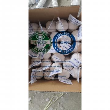 China pure white garlic with tube and carton package for Iraq market.