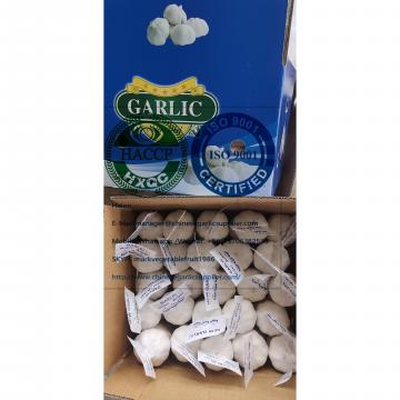 (200g*50 bags=10kg/carton )  pure white garlic  for Iraq market from china