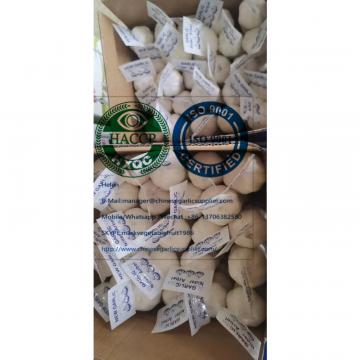 (200g*50 bags=10kg/carton )  pure white garlic  for Iraq market from china