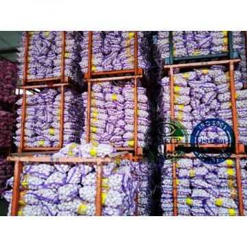 China normal garlic with meshbag to Philippines market