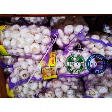 China normal garlic with meshbag to Philippines market