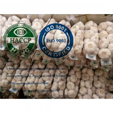 China normal white garlic to Ghana market