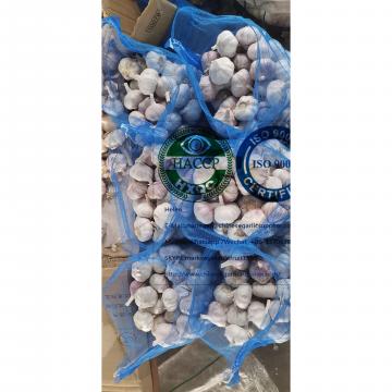 Top Quality China normal white garlic with meshbag package to Dominica market