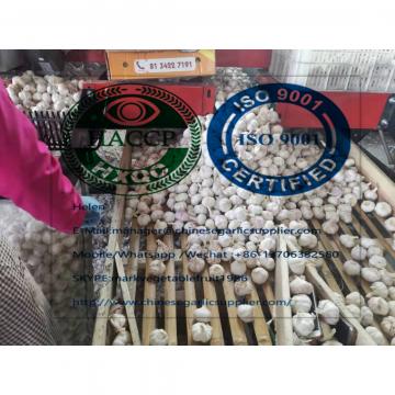 china garlic are exported to Africa market