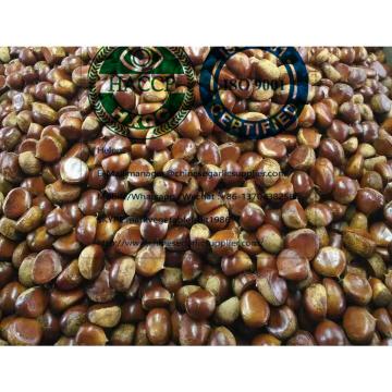 2019 new crop china chestnut are exported to Turkey market
