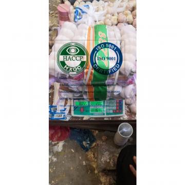 pure white garlic with tube meshbag package to Lebanon market