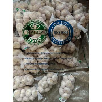 China top quality Normal white garlic with carton package to EU market