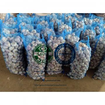 (5.5-6.0cm) size china normal white garlic with meshbag package to Dominican Republic market