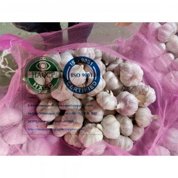 Normal white garlic with meshbag package to Latin America market