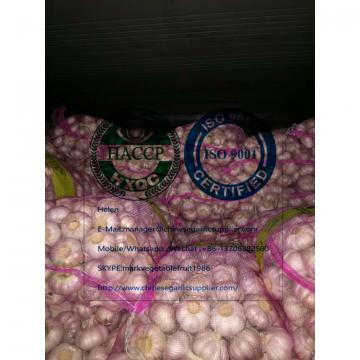 Normal white garlic with meshbag package arrived at Ukraine client's warehouse